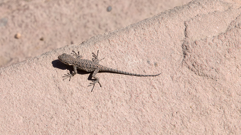 Canyon Lizard