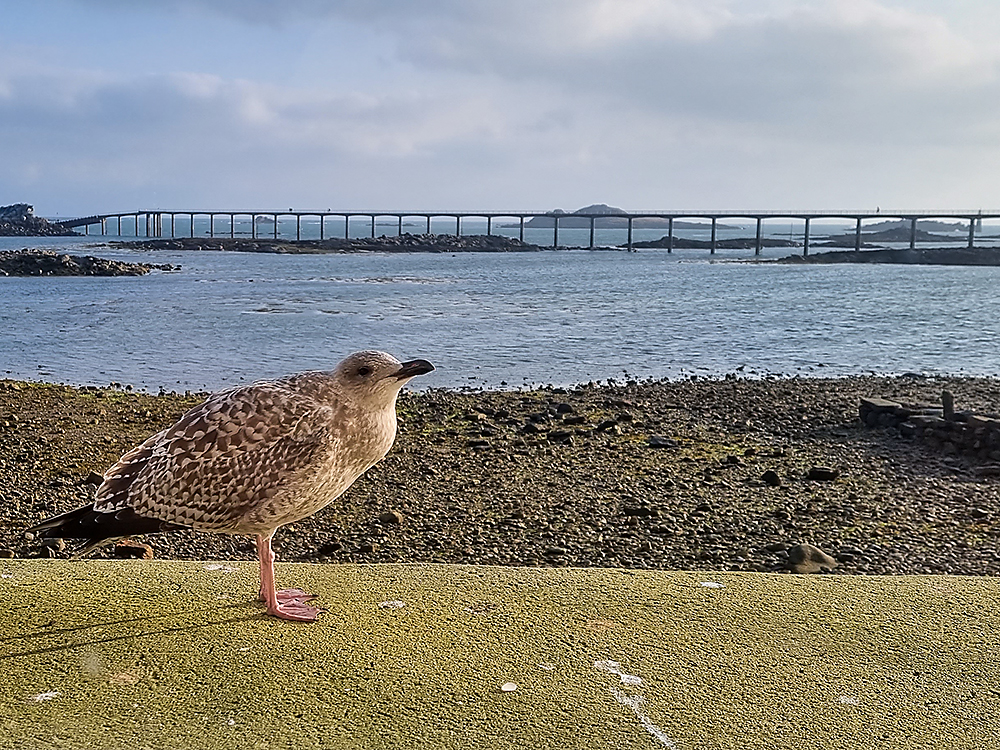 Roscoff 