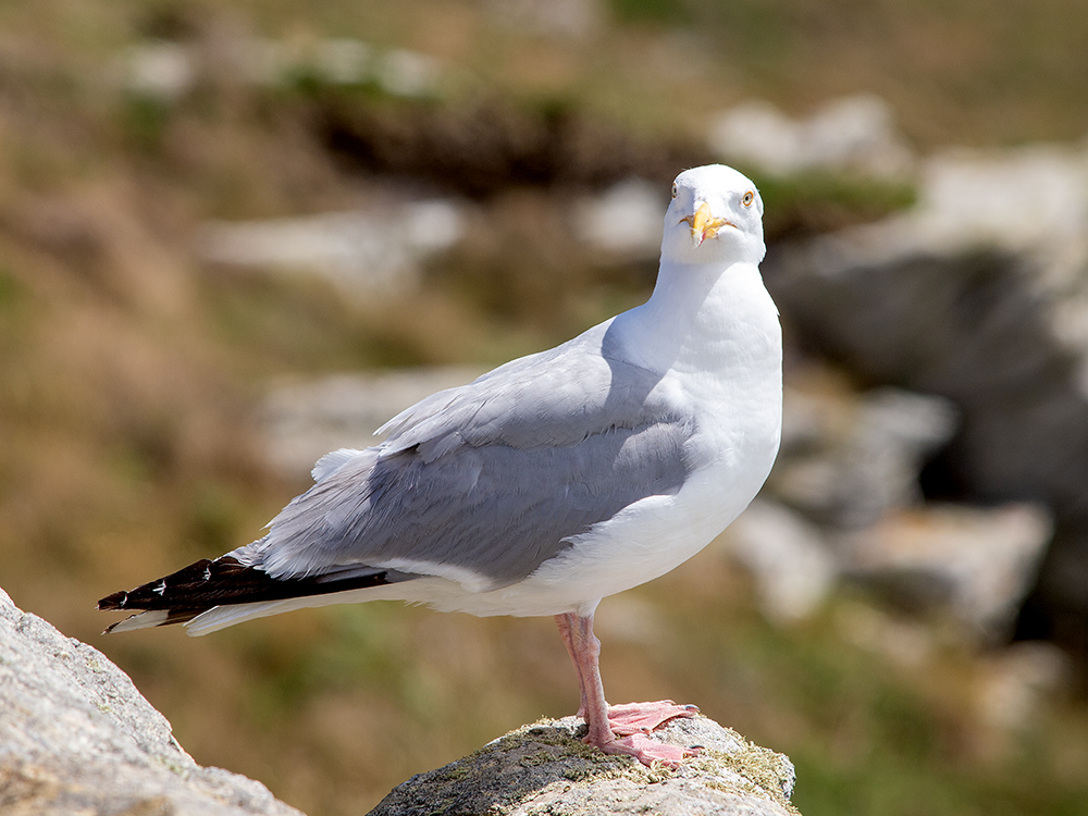 Pointe du Raz