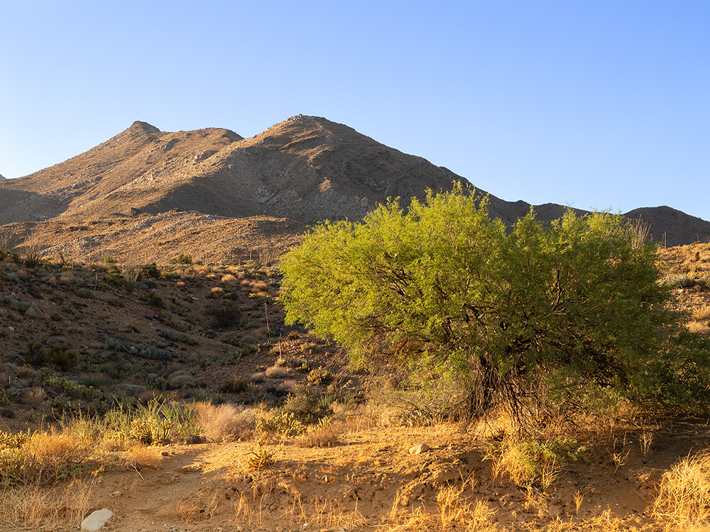 Borrego