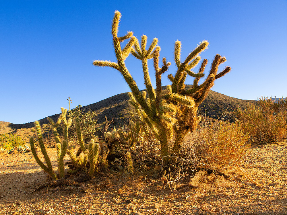 Borrego