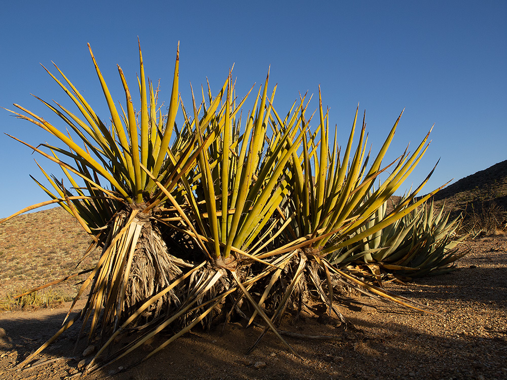 Borrego