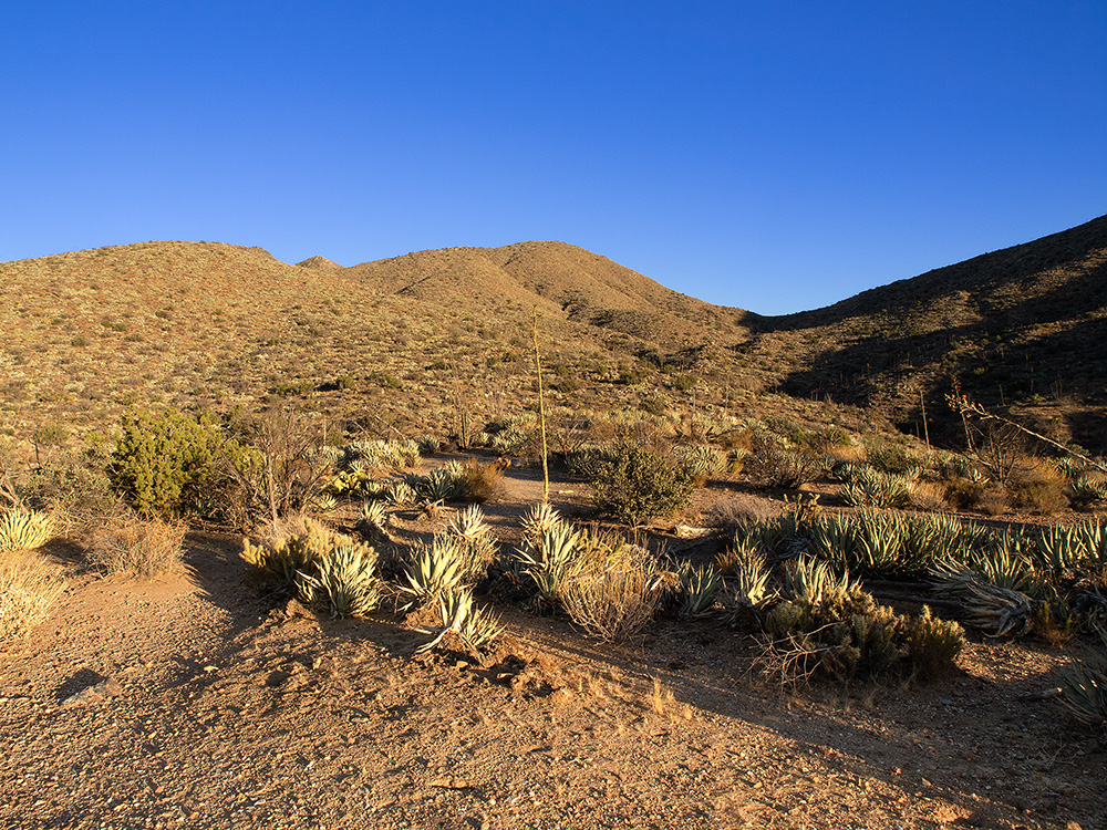 Borrego