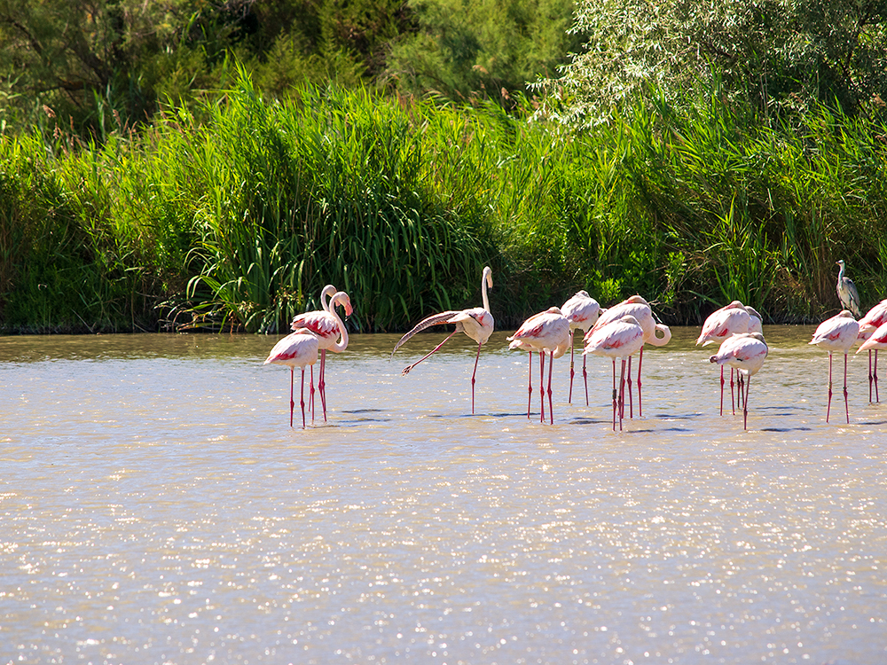 Flamingo