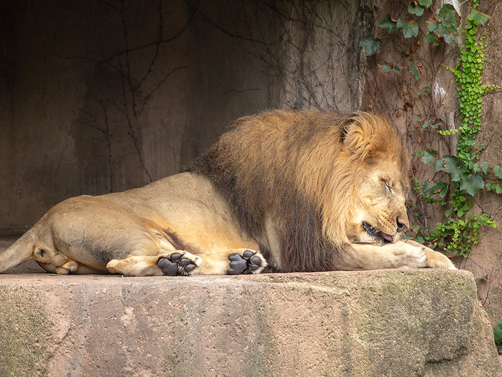 Male Lion