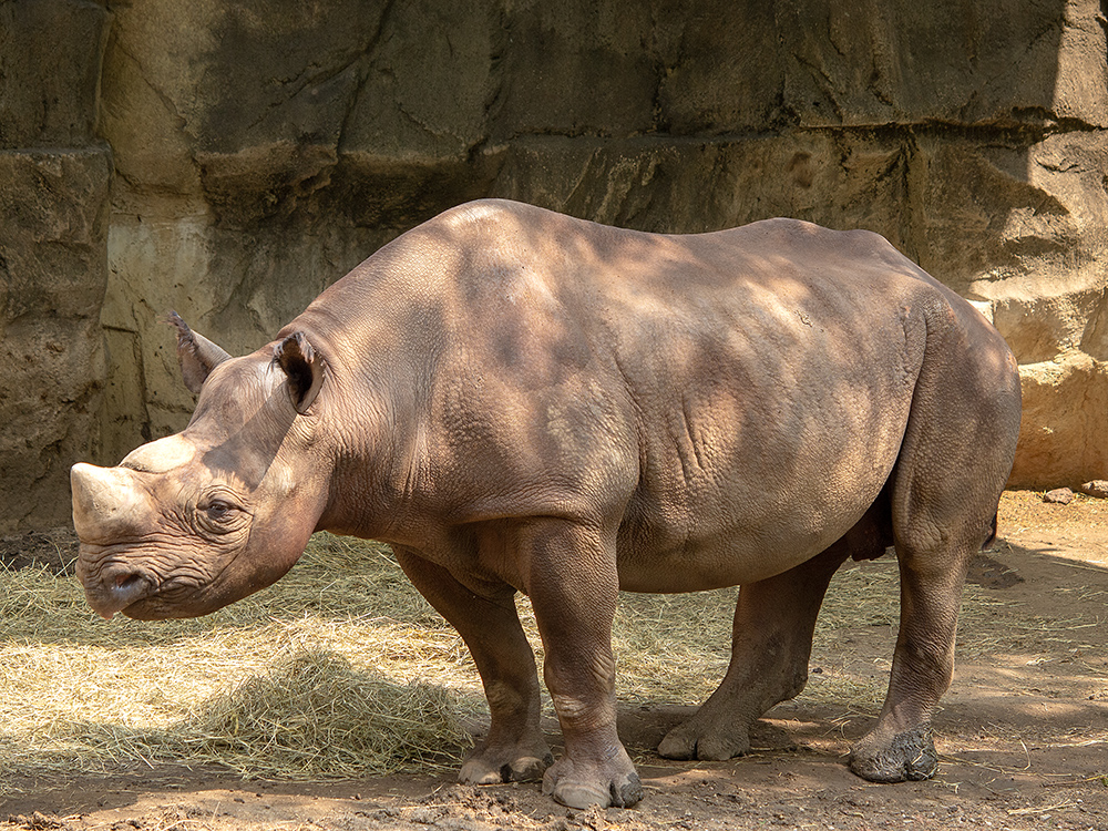 Rhino