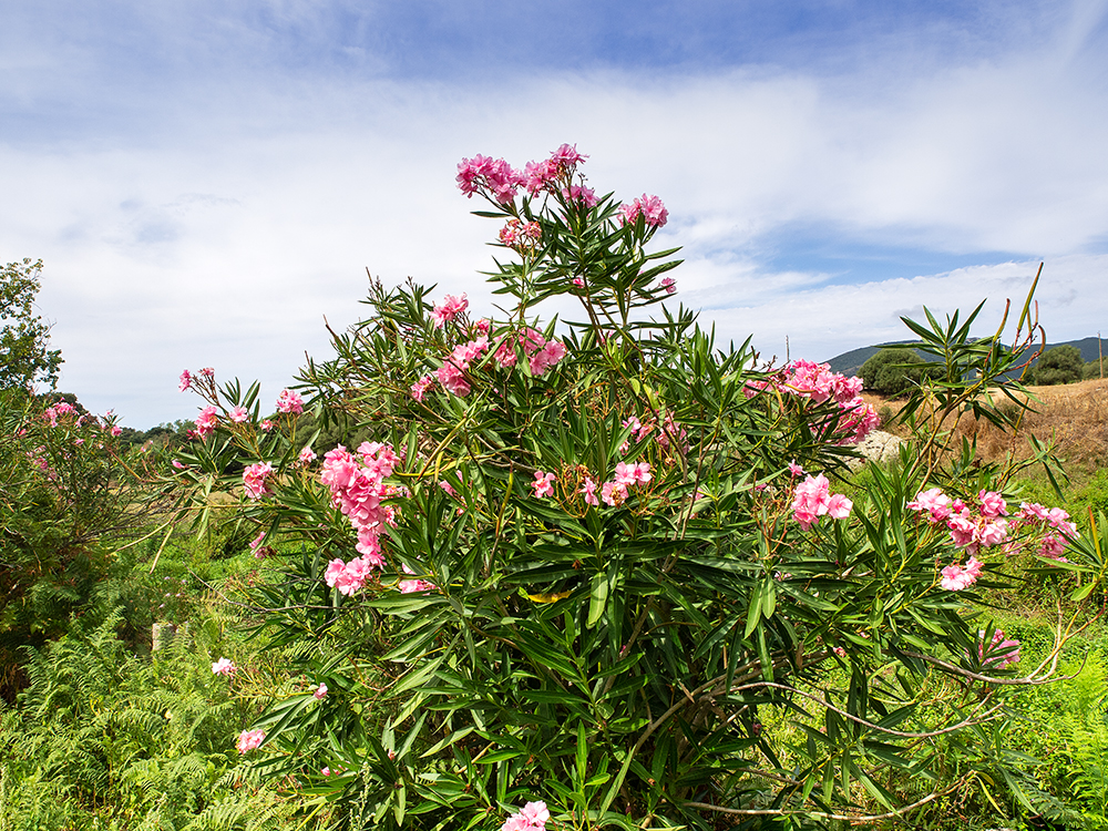 Oleander