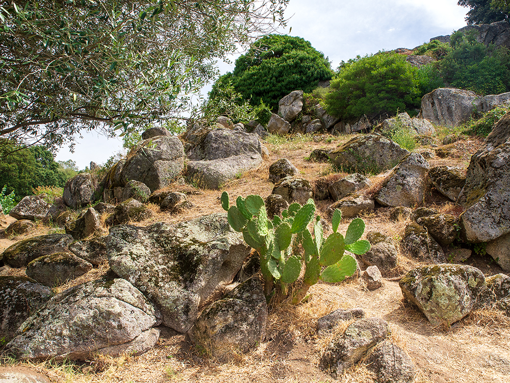 Opuntia