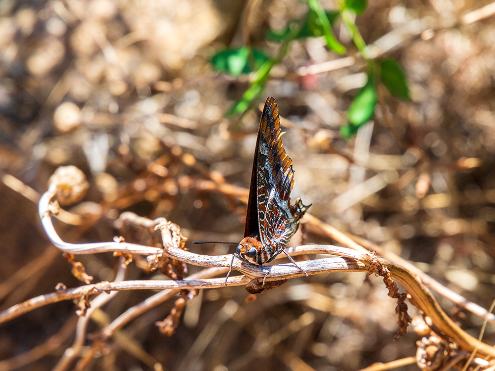 Schmetterling