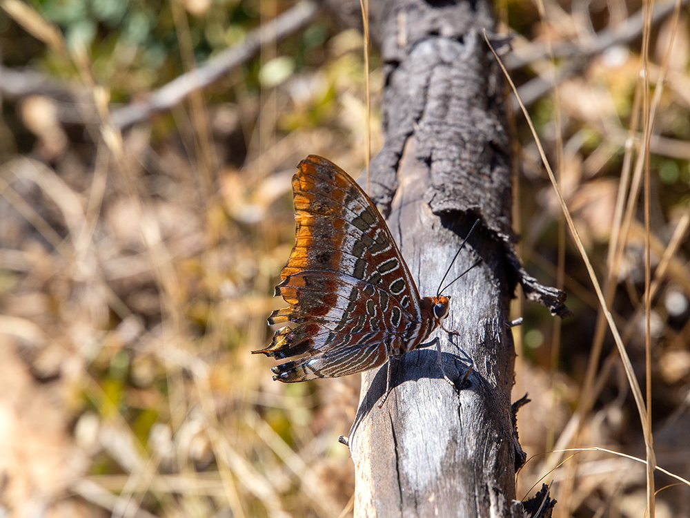 Schmetterling