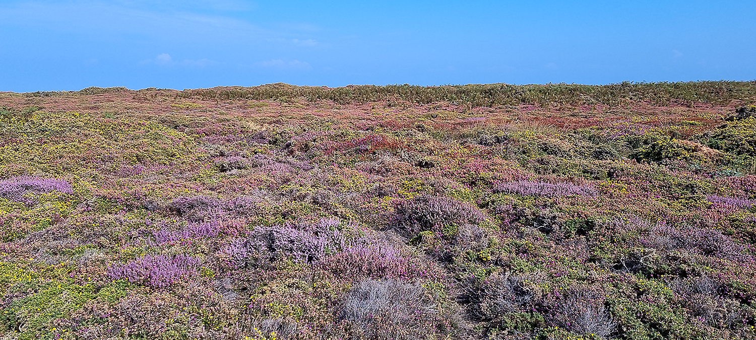 Cap Fréhel