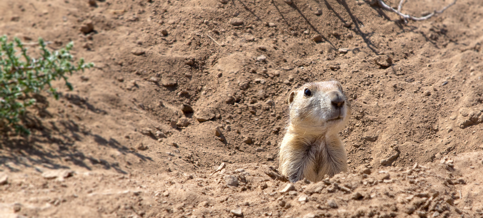 Prairie Dog