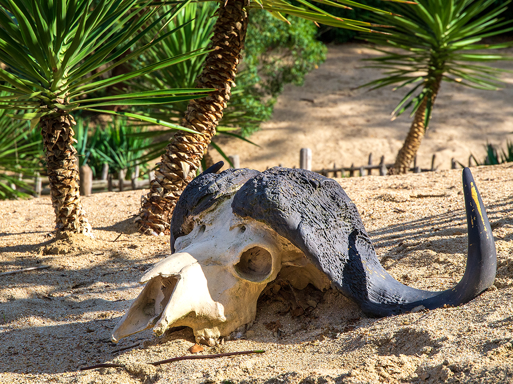 Buffalo Skull