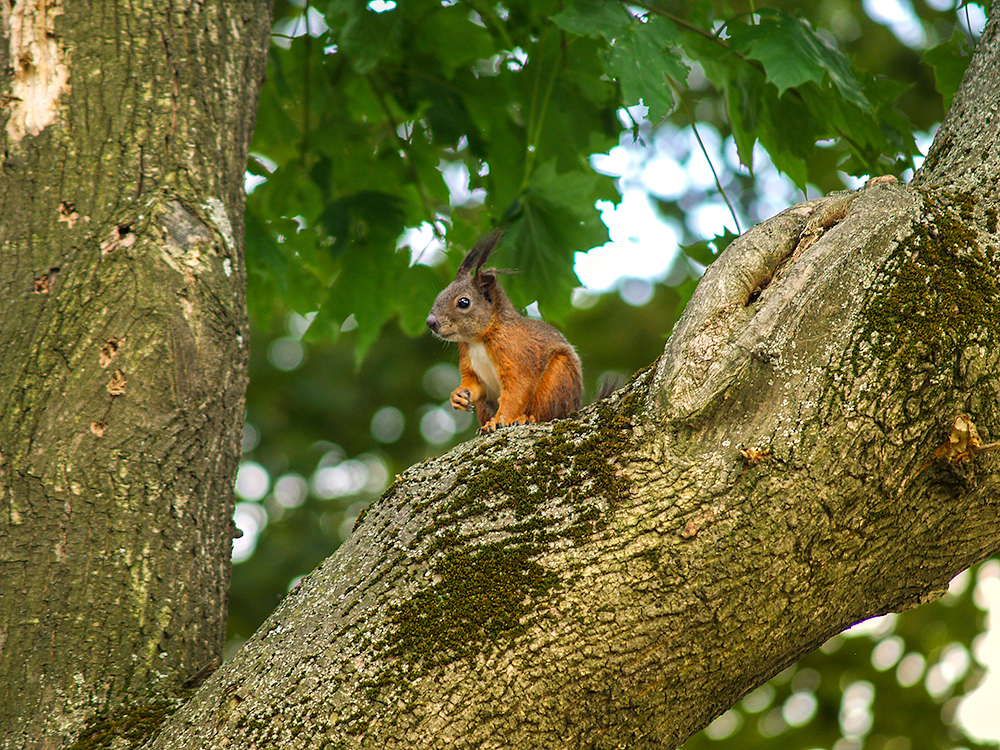 Dürnstein Squirrel