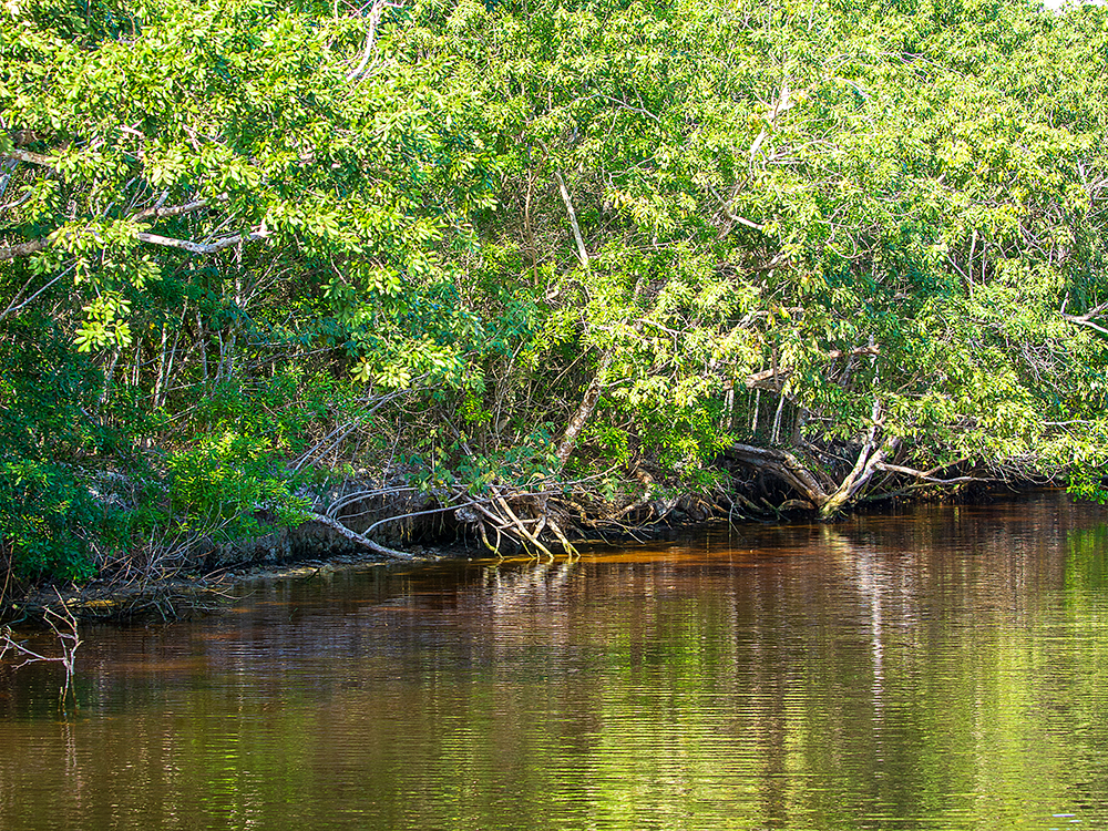 Mangroves