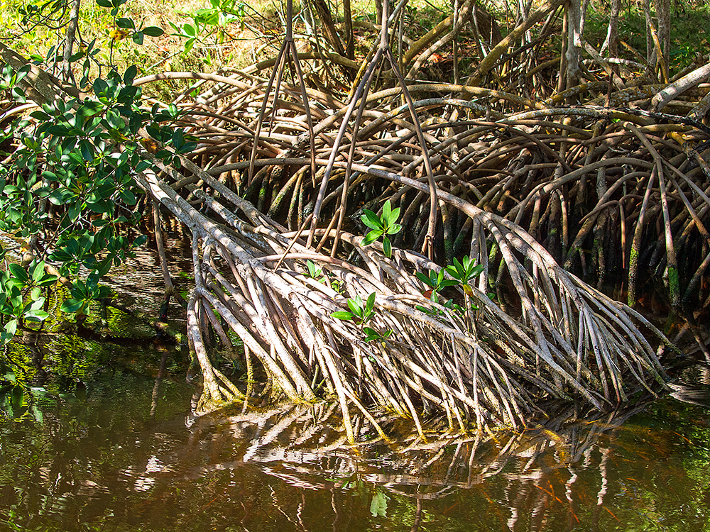 Mangroves