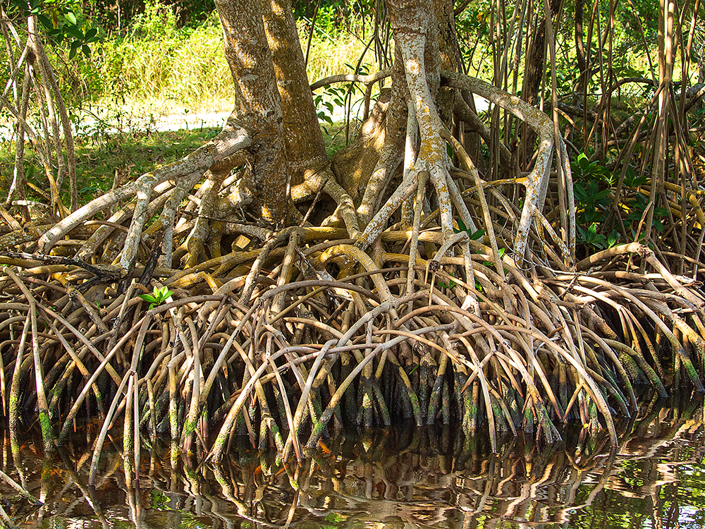 Mangroves