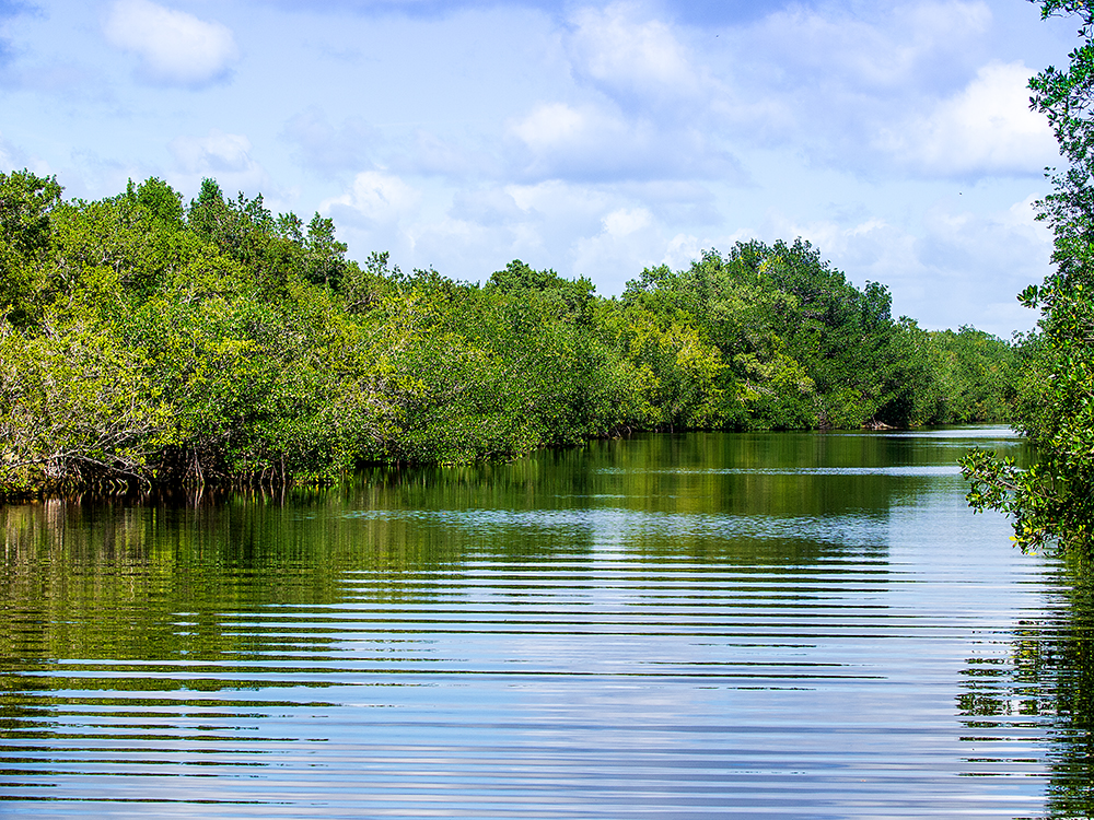 Tarpon Creek