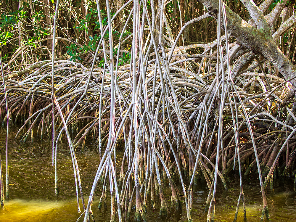 Mangroves