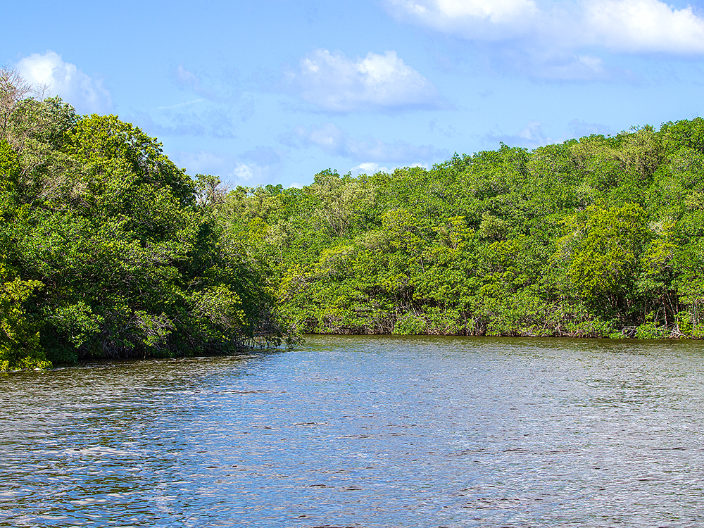 Tarpon Creek