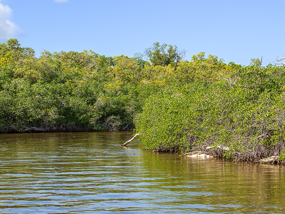 Tarpon Creek