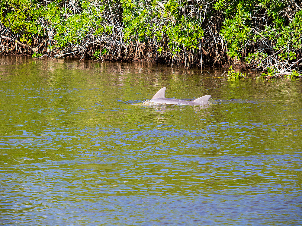 Delfin