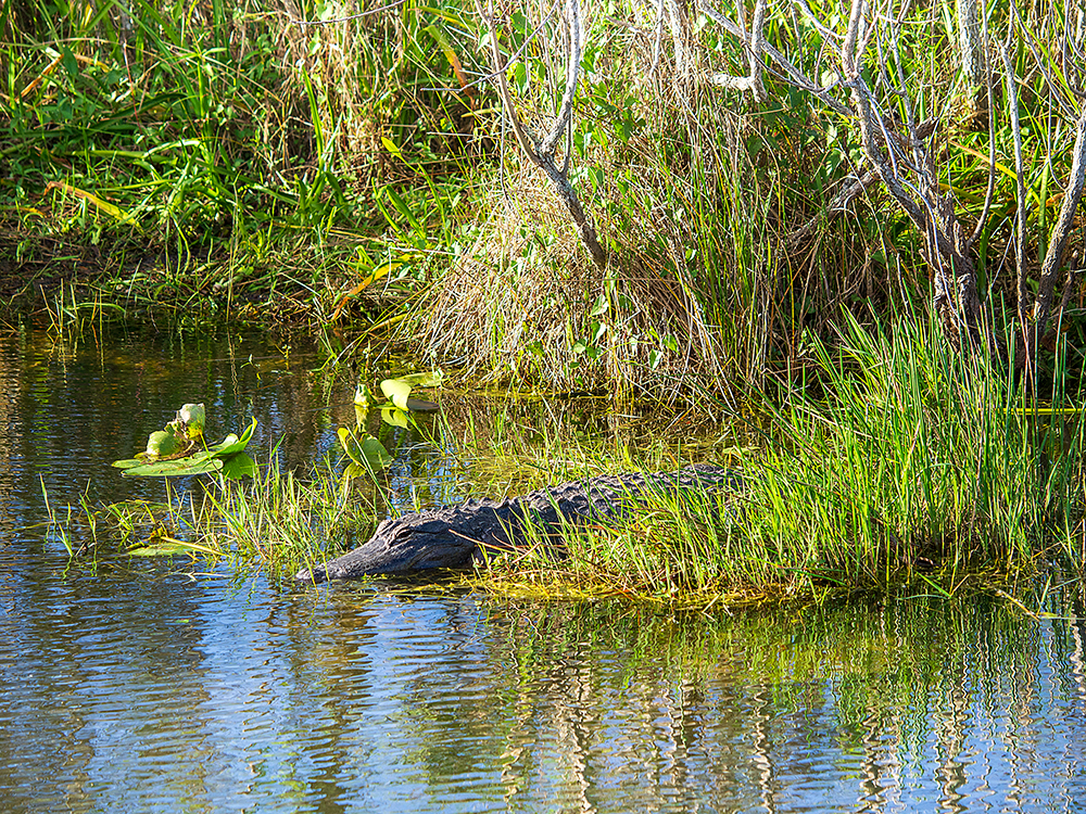 Alligator