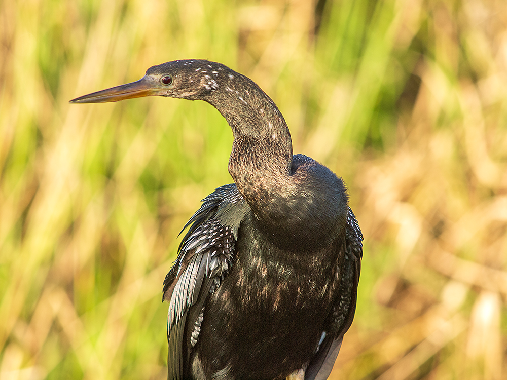 Anhinga