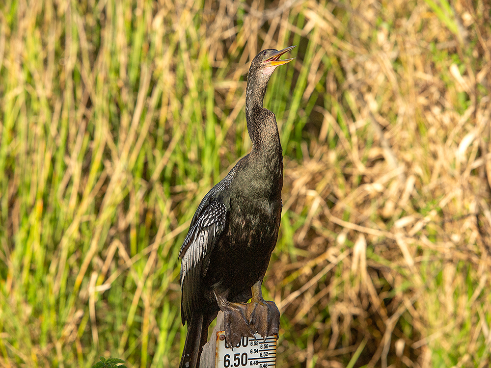 Anhinga