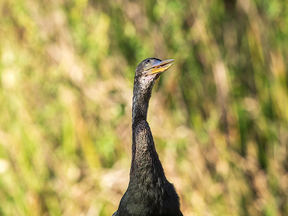 Anhinga