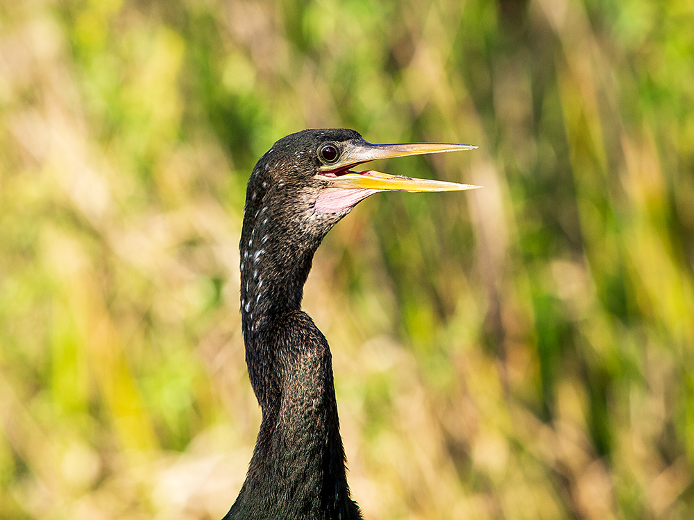 Anhinga