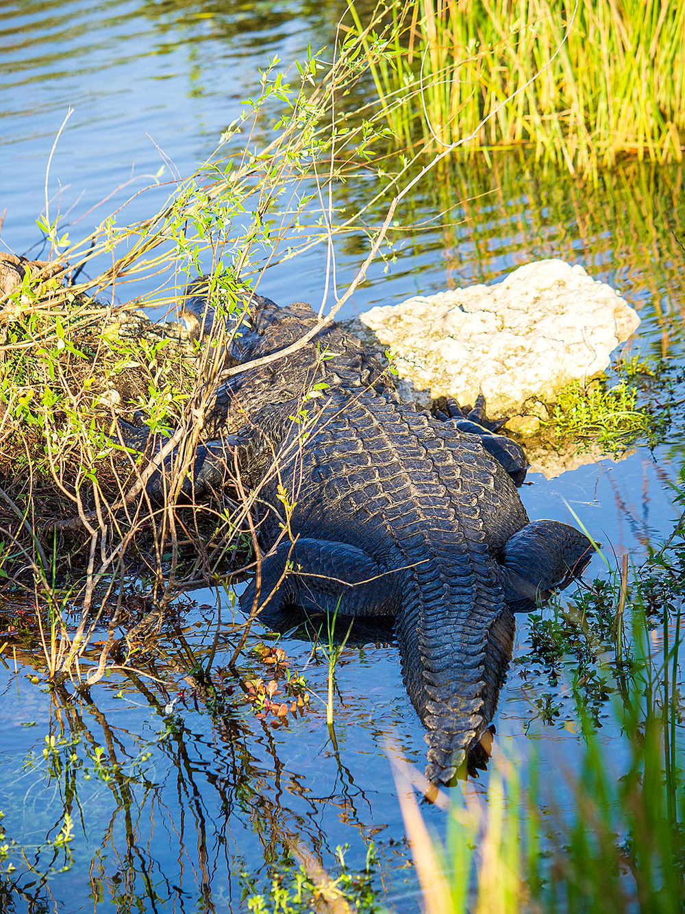 Alligator