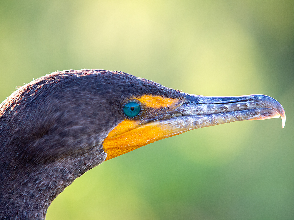 Kormoran