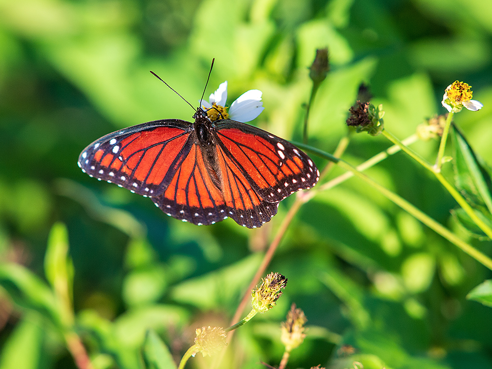 Butterfly