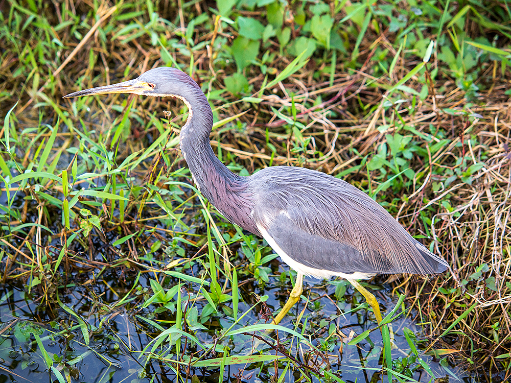 Dreifarbenreiher