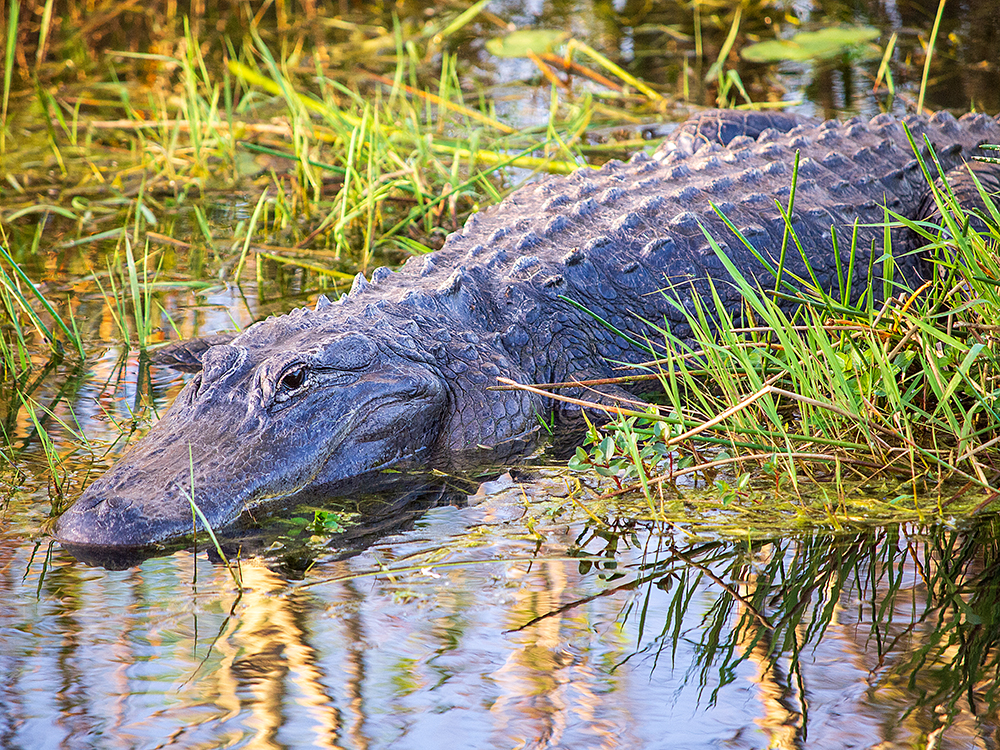 Alligator