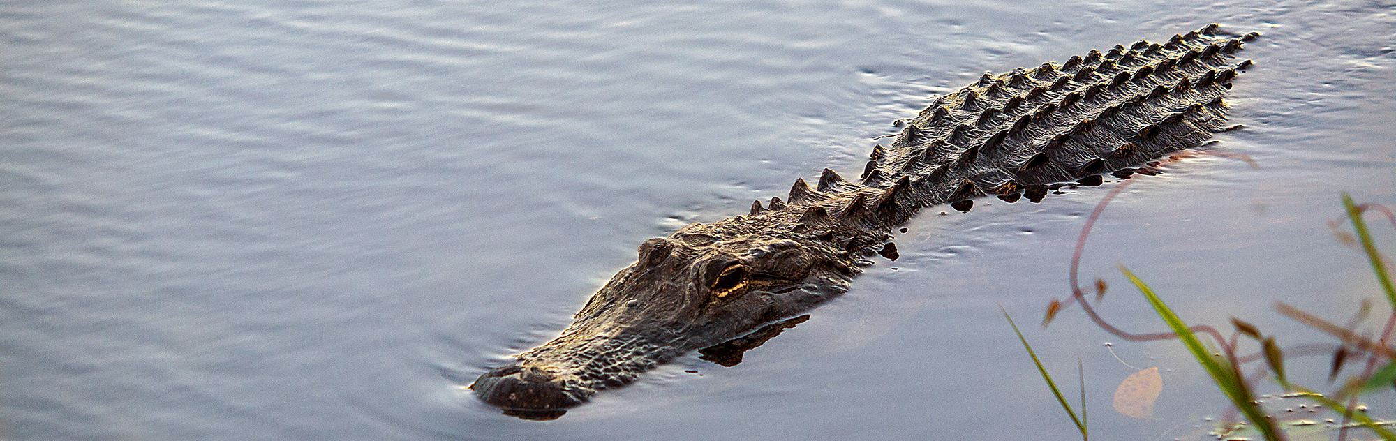 Alligator