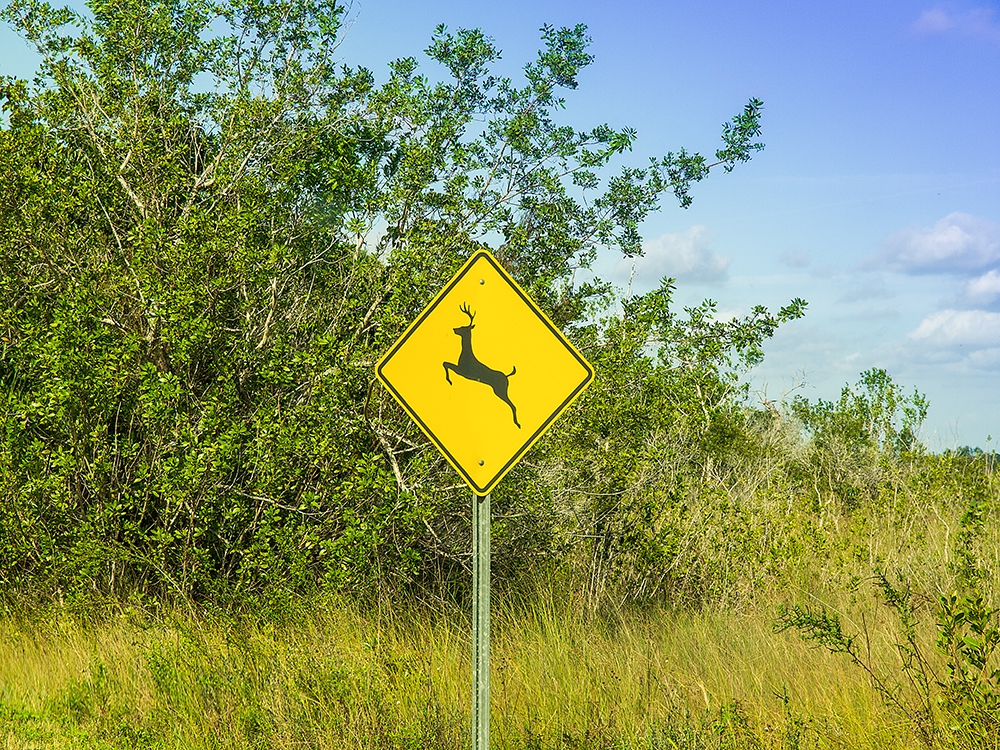 Deer Sign