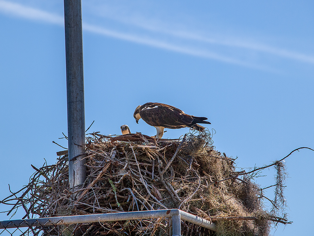 Osprey