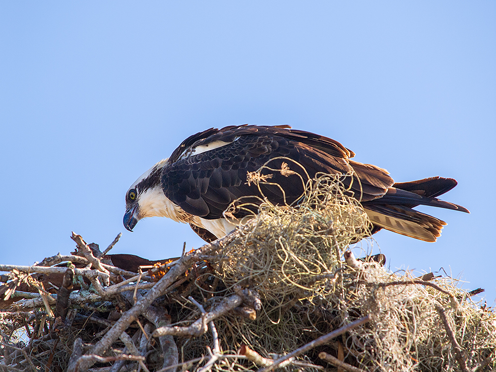 Osprey