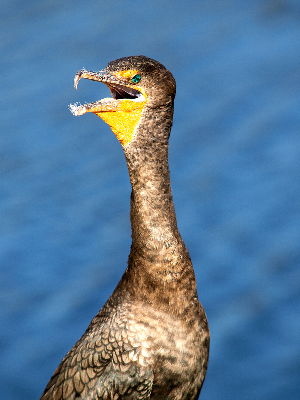 Kormoran