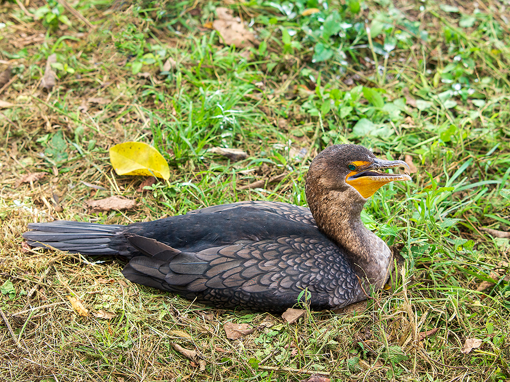 Kormoran