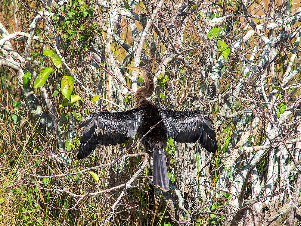 Anhinga