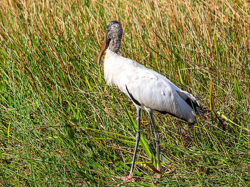 Waldstorch