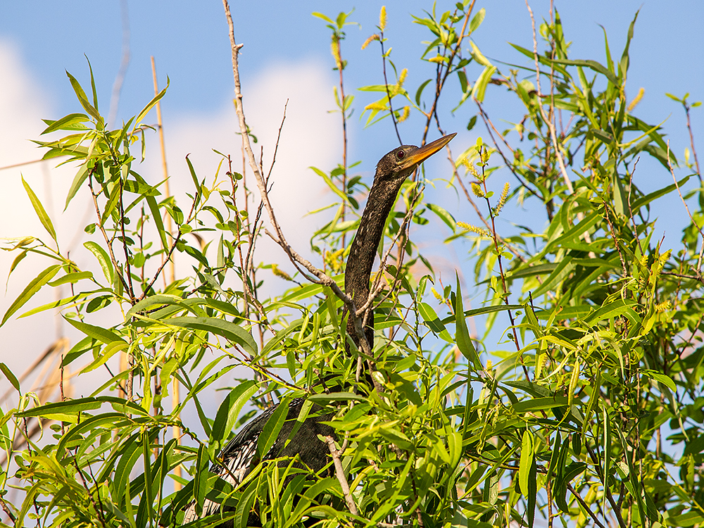 Anhinga