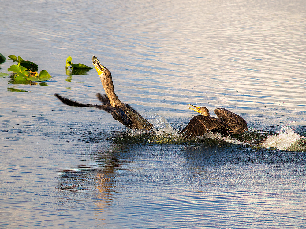 Kormoran