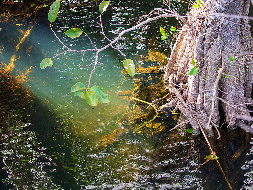 Mangroves