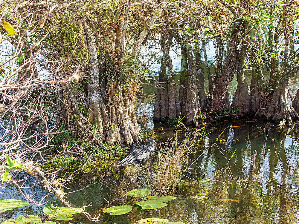 Mangroves