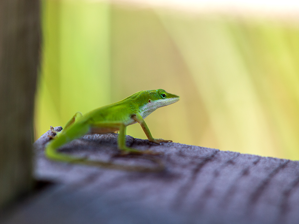 Anolis