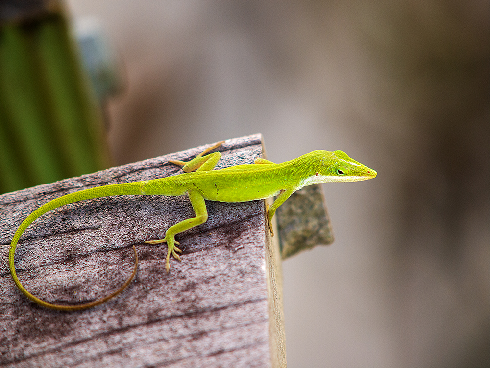 Anolis